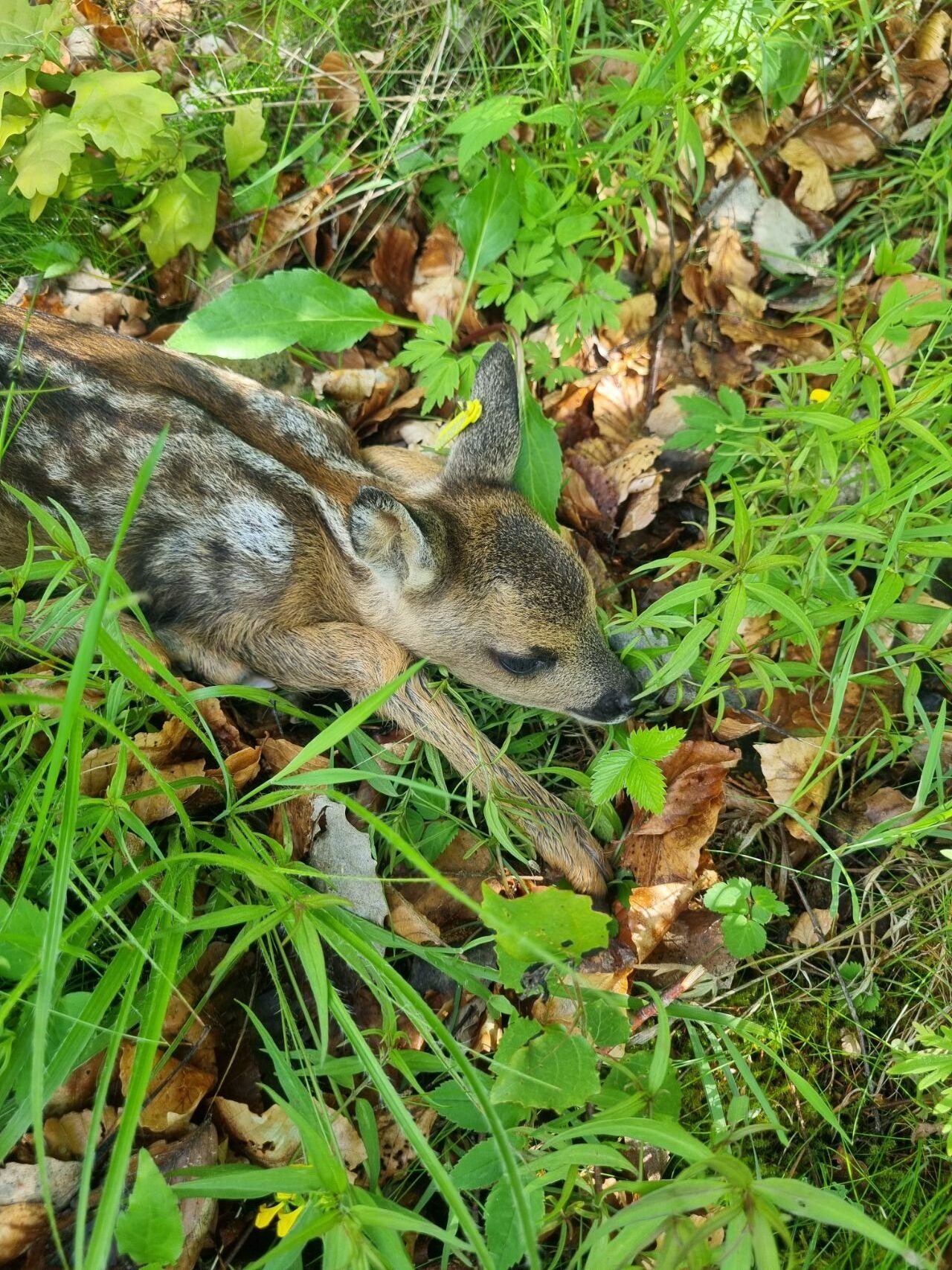 (c) Rehkitzrettung.at