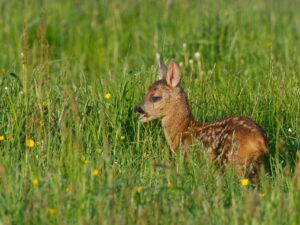 (c) die-nATurknipser