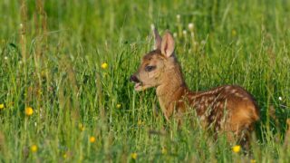 (c) die-nATurknipser